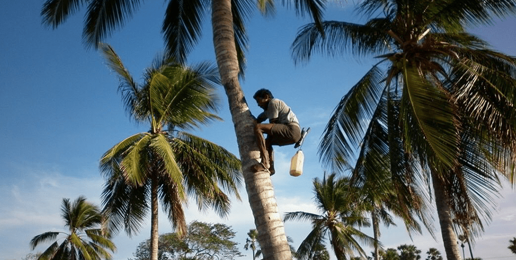 Coconut-tapping-4-min