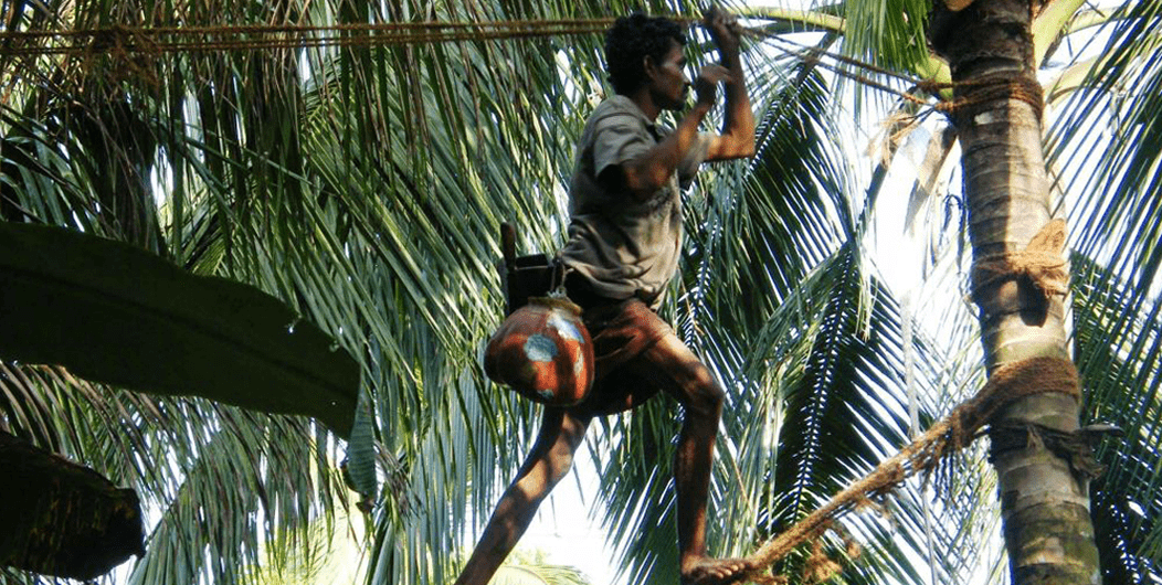 Coconut-tapping-6-min